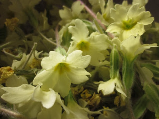Primrose Yellow Flowers