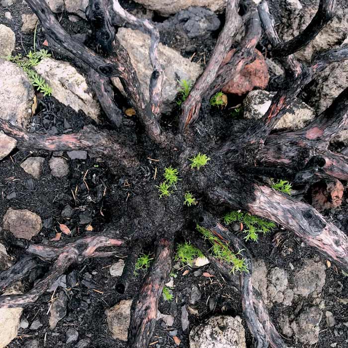 California Sagebush Resprouting