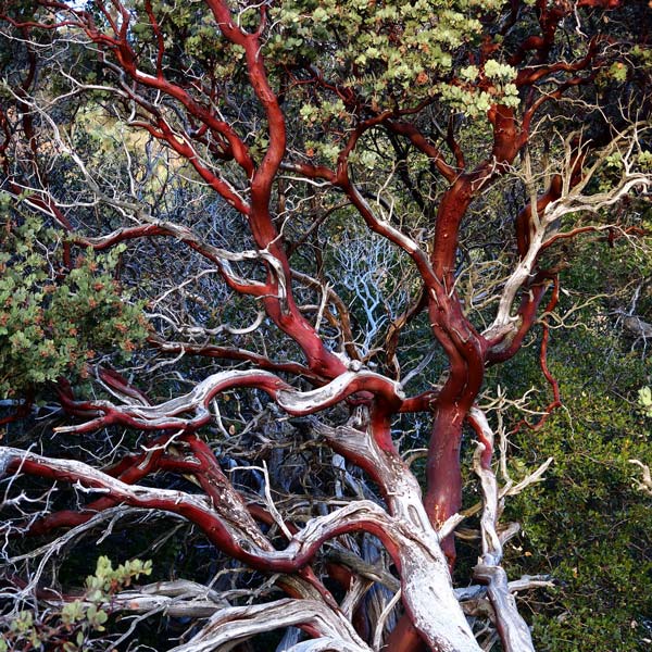 Manzanita Branch Dieback