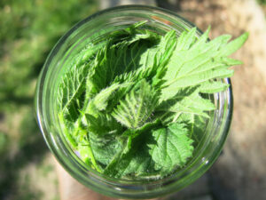 Nettle Leaves Health