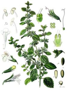 lemon balm