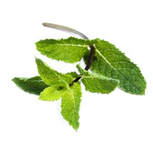 peppermint leaf