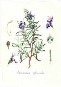 rosemary plant guide