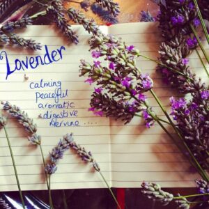 The properties of Lavender