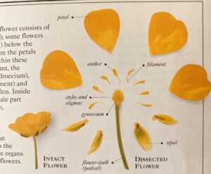 Beginners Guide to Botany