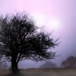 Myth, Magic and Folklore of the Elder Tree