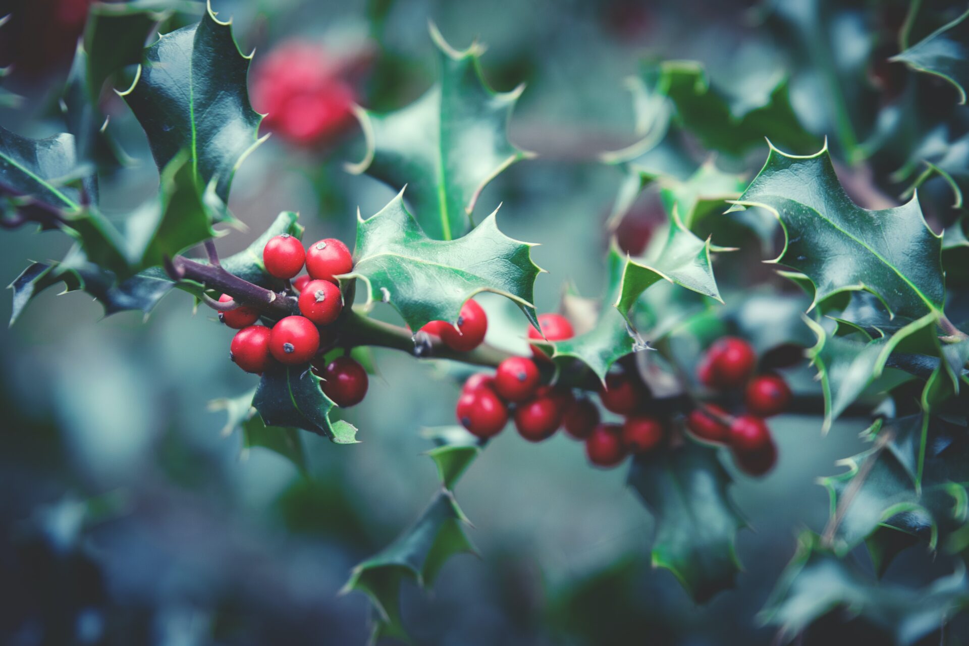 Folklore, History and the Healing of the Holly Herb